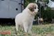 Great Pyrenees Puppies for sale in Sacramento, CA, USA. price: $300