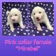 Great Pyrenees Puppies for sale in Brookville, OH 45309, USA. price: NA