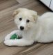 Great Pyrenees Puppies for sale in Jasper, TN 37347, USA. price: $300