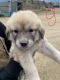 Great Pyrenees Puppies for sale in Temecula, CA, USA. price: $200