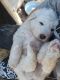 Great Pyrenees Puppies for sale in Prescott, AZ, USA. price: NA