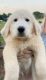 Great Pyrenees Puppies for sale in Statesville, NC 28625, USA. price: $350