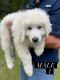 Great Pyrenees Puppies for sale in Alachua, FL, USA. price: $450