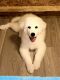 Great Pyrenees Puppies for sale in Charlton, MA 01507, USA. price: $900
