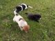 Great Pyrenees Puppies for sale in Dahlen, ND 58224, USA. price: NA