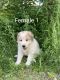 Great Pyrenees Puppies for sale in Newport, WA 99156, USA. price: $500
