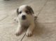 Great Pyrenees Puppies for sale in Goodyear, AZ, USA. price: NA