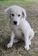 Great Pyrenees Puppies for sale in Greenbush, MN 56726, USA. price: $300