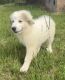 Great Pyrenees Puppies for sale in Sharon, SC 29742, USA. price: NA
