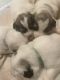 Great Pyrenees Puppies for sale in Superior, WI, USA. price: $600