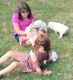 Great Pyrenees Puppies for sale in Monroe City, MO 63456, USA. price: $300