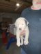 Great Pyrenees Puppies for sale in Martinsville, IN 46151, USA. price: $100