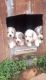 Great Pyrenees Puppies for sale in Black, MO 63625, USA. price: $200