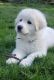 Great Pyrenees Puppies for sale in Oregon City, OR 97045, USA. price: $600