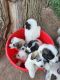 Great Pyrenees Puppies for sale in Norfolk, NE 68701, USA. price: NA