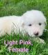 Great Pyrenees Puppies for sale in East Palestine, OH 44413, USA. price: $800