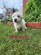 Great Pyrenees Puppies for sale in South Milwaukee, WI 53172, USA. price: NA