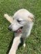 Great Pyrenees Puppies for sale in Griffin, GA, USA. price: $200