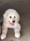 Great Pyrenees Puppies for sale in Brookville, OH 45309, USA. price: $450
