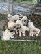 Great Pyrenees Puppies for sale in Knoxville, IA 50138, USA. price: $150