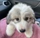 Great Pyrenees Puppies for sale in Mesa, AZ 85206, USA. price: NA