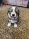 Great Pyrenees Puppies for sale in Pinon Hills, CA, USA. price: NA