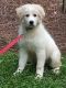 Great Pyrenees Puppies for sale in Bristol, TN, USA. price: $150