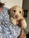 Great Pyrenees Puppies for sale in Henderson, TX, USA. price: $25