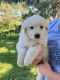 Great Pyrenees Puppies for sale in Hubbard, IA 50122, USA. price: $800