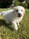 Great Pyrenees Puppies for sale in Rowlett, TX, USA. price: $350