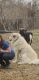 Great Pyrenees Puppies for sale in Berea, KY, USA. price: $350