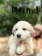 Great Pyrenees Puppies for sale in Tipp City, OH, USA. price: $800