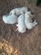 Great Pyrenees Puppies for sale in Conroe, TX, USA. price: $250