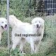 Great Pyrenees Puppies for sale in WHT SULPHUR S, WV 24986, USA. price: $350