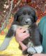Great Pyrenees Puppies for sale in Cathlamet, WA 98612, USA. price: $1,000
