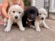 Great Pyrenees Puppies for sale in Inman, KS 67546, USA. price: $150