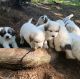 Great Pyrenees Puppies for sale in Bowman, GA 30624, USA. price: $400