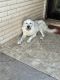 Great Pyrenees Puppies for sale in Laredo, TX, USA. price: NA