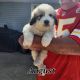 Great Pyrenees Puppies for sale in Creighton, MO 64739, USA. price: $500