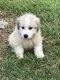 Great Pyrenees Puppies for sale in AL-17, Prichard, AL, USA. price: NA