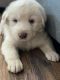 Great Pyrenees Puppies for sale in Richmond, CA, USA. price: $20,002,500