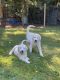 Great Pyrenees Puppies for sale in Monroe, WA, USA. price: $700