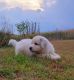 Great Pyrenees Puppies for sale in Fairchild, WI 54741, USA. price: $800