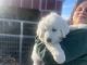 Great Pyrenees Puppies for sale in Neenach, CA 93536, USA. price: $1,000