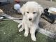 Great Pyrenees Puppies for sale in Centralia, WA, USA. price: $800