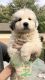 Great Pyrenees Puppies for sale in Maryville, TN, USA. price: $200