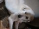 Great Pyrenees Puppies for sale in Haltom City, TX, USA. price: $50