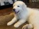 Great Pyrenees Puppies for sale in Jackson, OH 45640, USA. price: $275