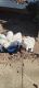 Great Pyrenees Puppies for sale in Winchester, VA 22601, USA. price: $600