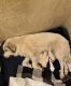 Great Pyrenees Puppies for sale in Naples, FL, USA. price: NA